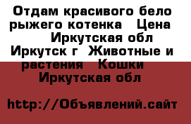 Отдам красивого бело-рыжего котенка › Цена ­ 10 - Иркутская обл., Иркутск г. Животные и растения » Кошки   . Иркутская обл.